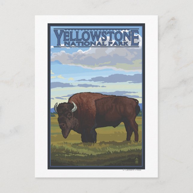 Bison Scene - Yellowstone National Park Postcard (Front)