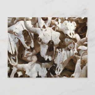 Bison skulls postcard