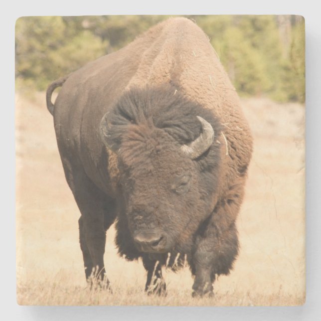 Bison Stone Coaster (Front)