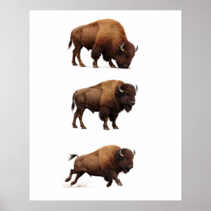 Bison Wildlife Wall Art Poster