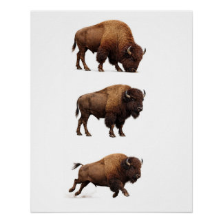 Bison Wildlife Wall Art Poster
