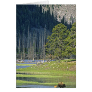 Bison with calf at Yellowstone National Park