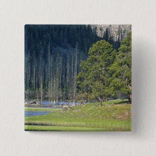 Bison with calf at Yellowstone National Park 15 Cm Square Badge