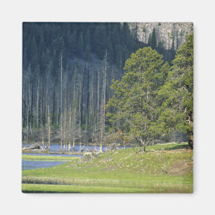 Bison with calf at Yellowstone National Park Magnet