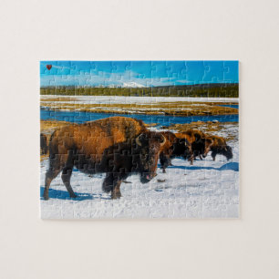 Bison Yellowstone Wyoming Jigsaw Puzzle