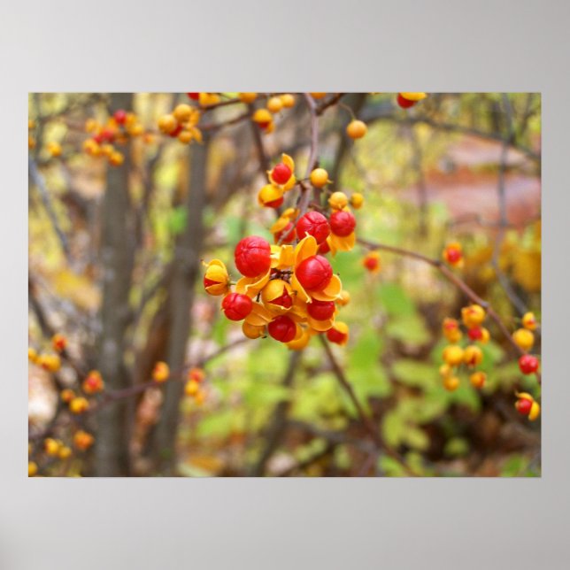 Bittersweet Berries Poster (Front)