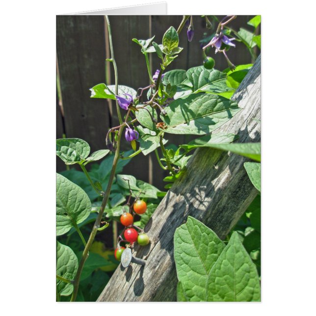 Bittersweet nightshade (Solanum dulcamara)  Card (Front)