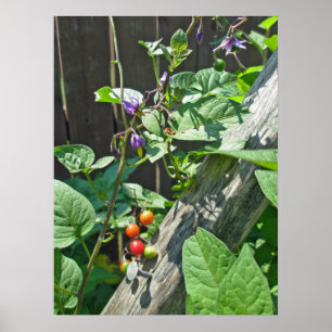 Bittersweet nightshade (Solanum dulcamara)  Poster