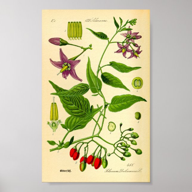 Bittersweet Nightshade (Solanum dulcamara) Poster (Front)