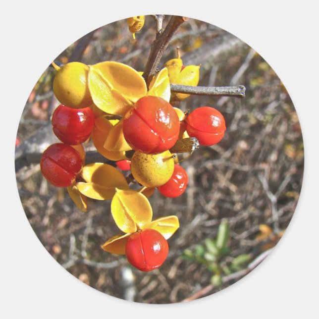 Bittersweet Vine Berries Items Classic Round Sticker (Front)