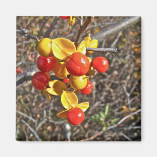 Bittersweet Vine Berries Items Magnet