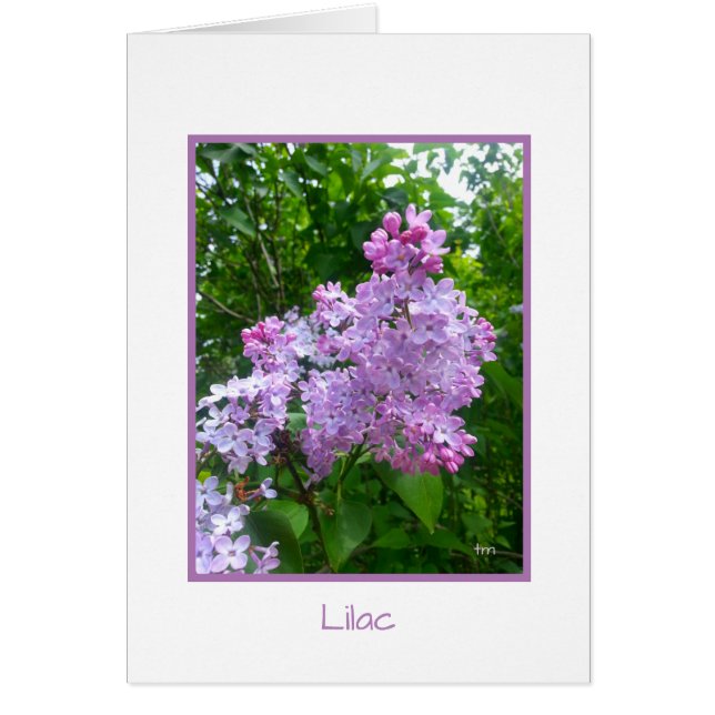 BJH "Garden Retreat" Collection Greeting Card (Front)