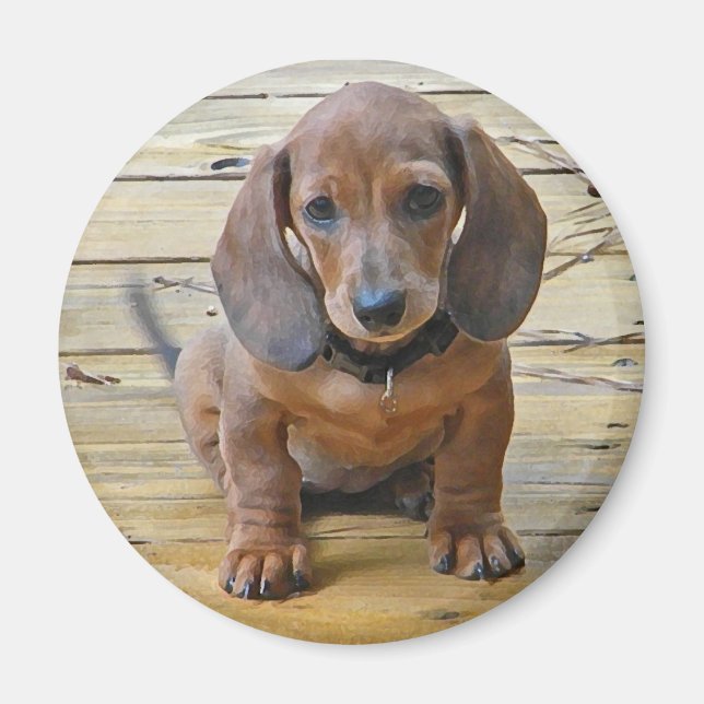 BK- Dachsund Puppy Magnet (Front)