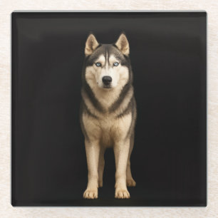 Black 4 Luxe Glass coaster, Icy Elite Husky Coaster