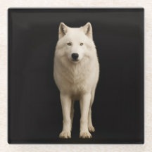 Black 4 Luxe Glass coaster, Ivory Arctic Wolf