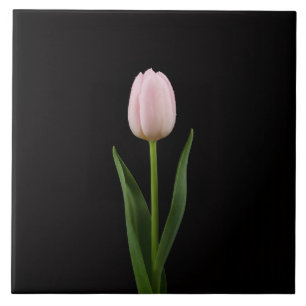 Black 4 Luxe Tile with Blush Pink Tulip