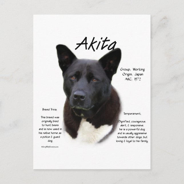 Black Akita History Design Postcard (Front)
