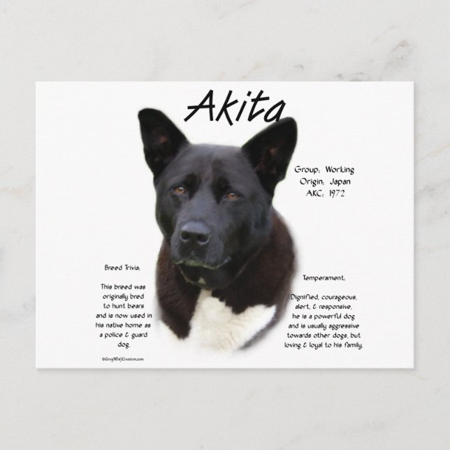 Black Akita History Design Postcard (Front)