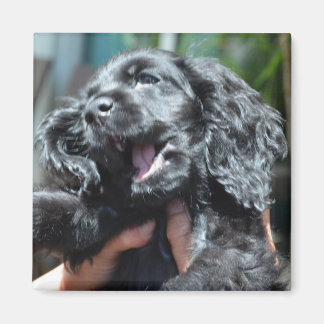Black American Cocker Spaniel Puppy 10 weeks old Magnet