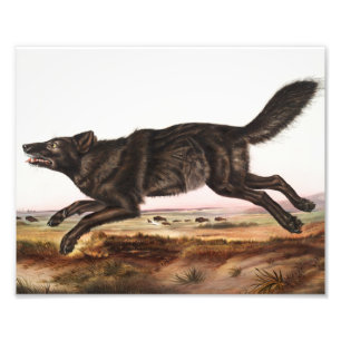 Black American Wolf (Canis lupus) Illustration Photo Print