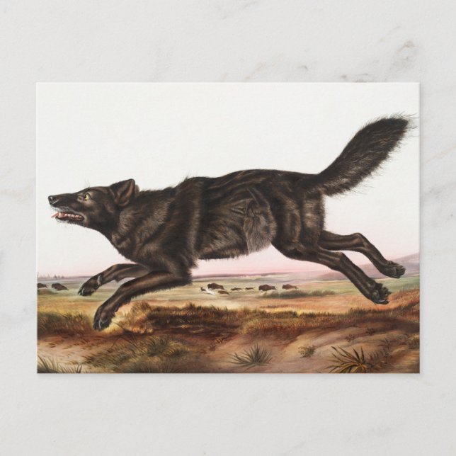 Black American Wolf (Canis lupus) Illustration Postcard (Front)