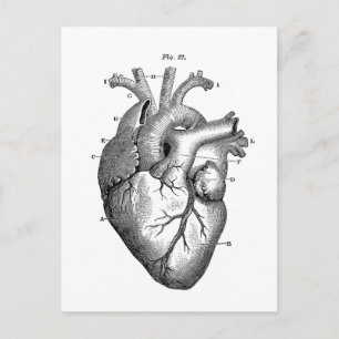 Black Anatomical Heart Postcard