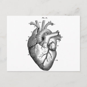 Black Anatomical Heart Postcard