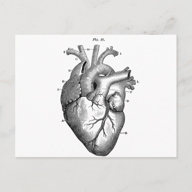 Black Anatomical Heart Postcard (Front)