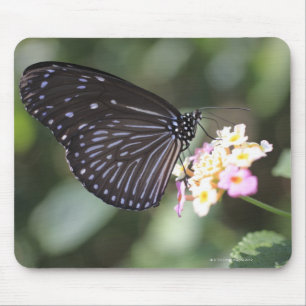 Black and blue butterfly on flower mouse mat