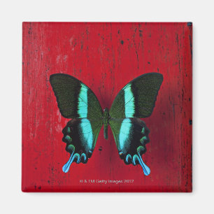 Black and blue butterfly on red wall magnet