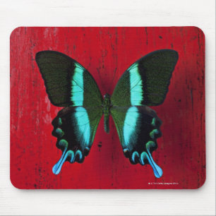 Black and blue butterfly on red wall mouse mat