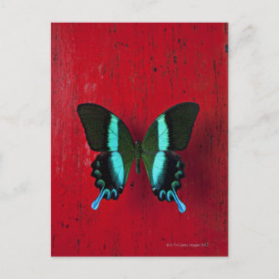 Black and blue butterfly on red wall postcard