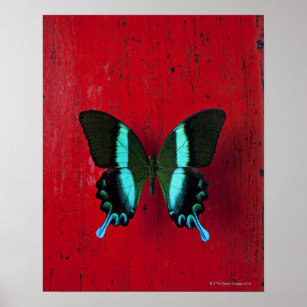 Black and blue butterfly on red wall poster