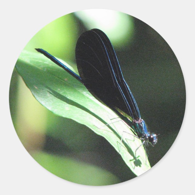 Black and Blue Damselfly Sticker (Front)
