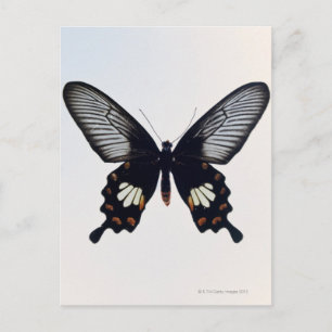Black and brown butterfly postcard