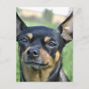 Black and Brown Chihuahua Postcard