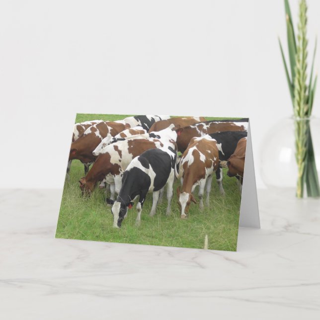 Black and Brown Dairy Cows Photography Card (Front)