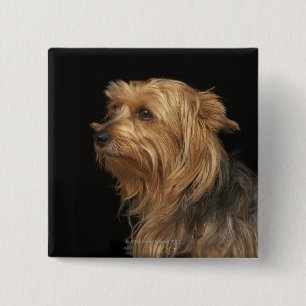 Black and brown Yorkie left profile on black 15 Cm Square Badge