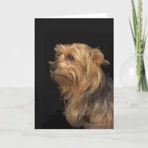 Black and brown Yorkie left profile on black Card