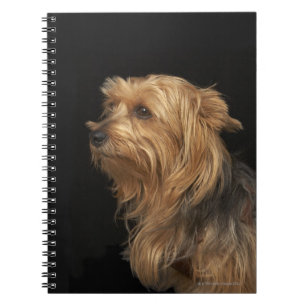 Black and brown Yorkie left profile on black Notebook