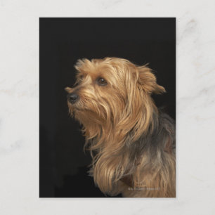 Black and brown Yorkie left profile on black Postcard