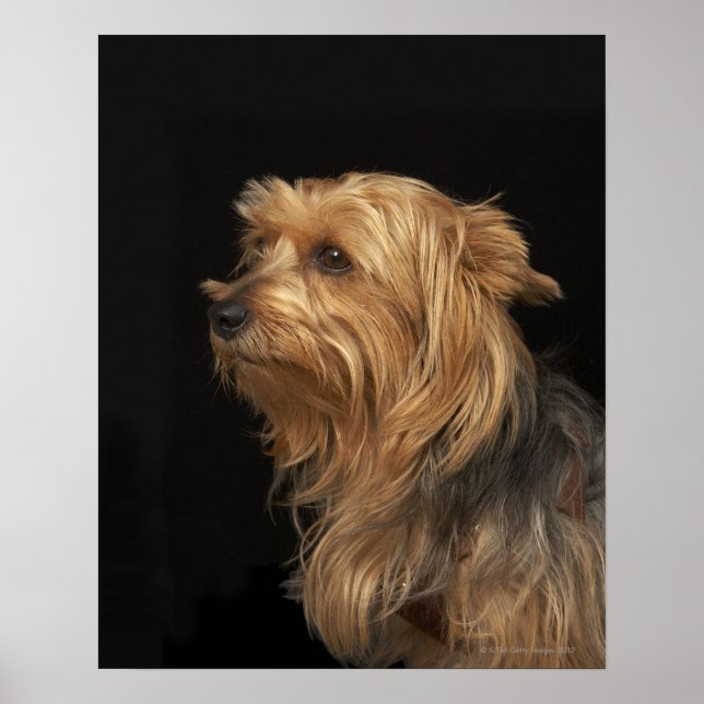 Black and brown Yorkie left profile on black Poster (Front)