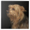 Black and brown Yorkie left profile on black