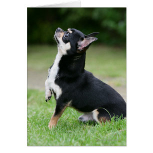 Black and Cream Chihuahua