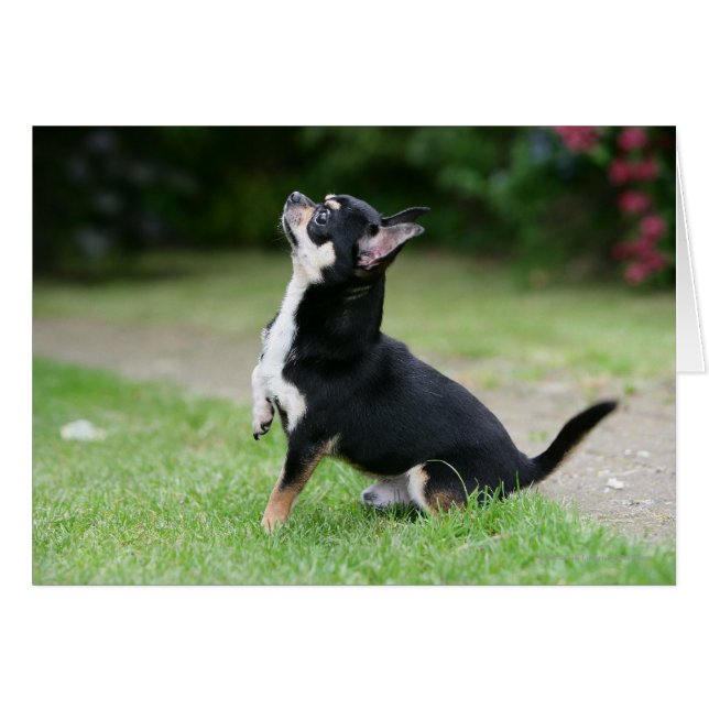 Black and Cream Chihuahua (Front Horizontal)