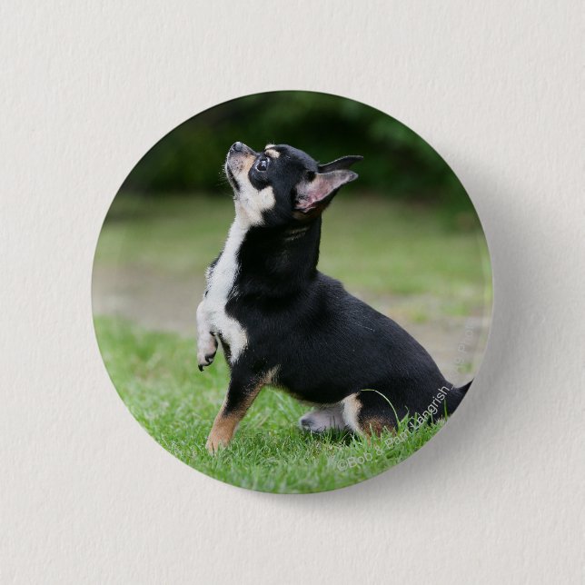 Black and Cream Chihuahua 6 Cm Round Badge (Front)