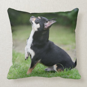 Black and Cream Chihuahua Cushion