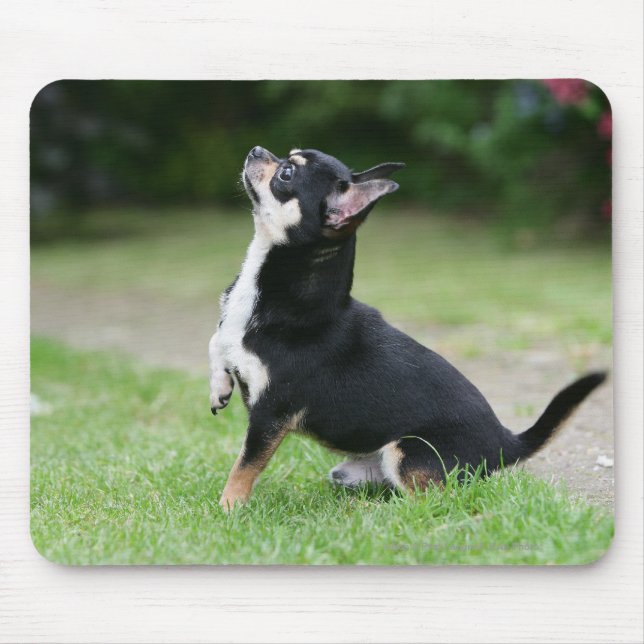 Black and Cream Chihuahua Mouse Mat (Front)