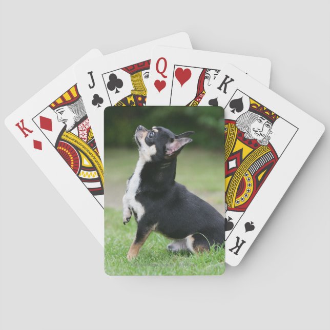 Black and Cream Chihuahua Playing Cards (Back)