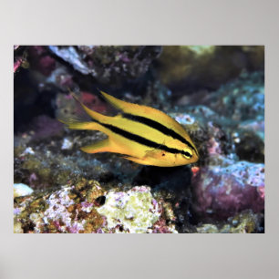 Black and Gold Damselfish Poster
